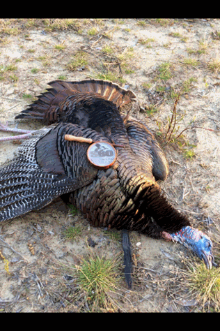 https://southboundoutdoors.com/wp-content/uploads/2016/06/Turkey-and-call.png