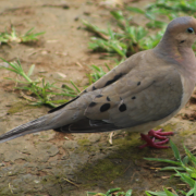 Dove Hunting Lingo