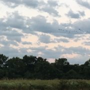 Cloudy Day Waterfowl