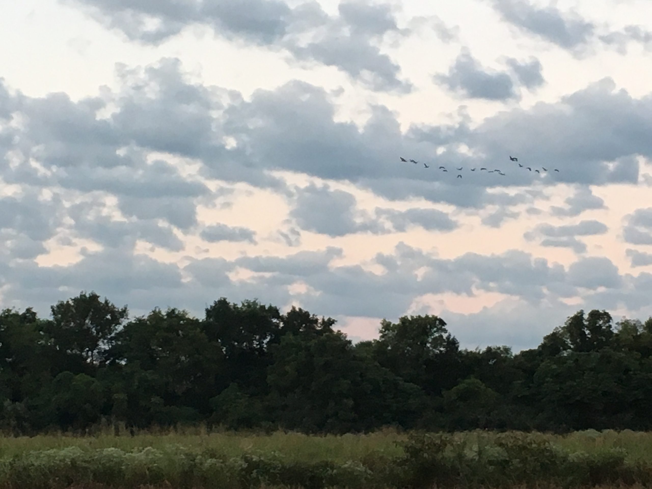 cloudy-day-waterfowl-calling-on-overcast-days-southbound-outdoors