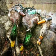ducks on a log